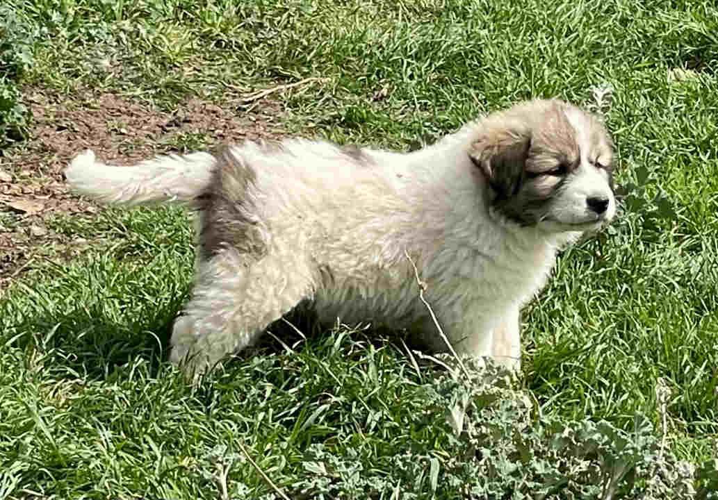 Great Pyrenees Puppies